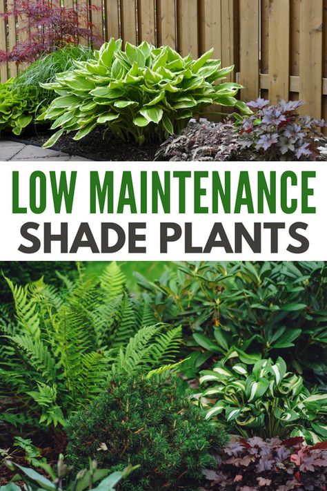 Low Maintenance Shade Plants will help you have the garden space you want even if your yard has lots of shade or partial shade. #lowmaintenanceshadeplants #shadegarden #shadeplant #lowmaintenance #shadelovingplants Shade Courtyard Garden, Shade Garden Ideas Side Of House, Hardy Shade Plants, Bulbs For Shade Garden, Fern Shade Garden, Shady Cottage Garden Plants, Perennial Shade Garden Layout, Landscaping Ideas For Shaded Areas, Landscaping Shaded Areas