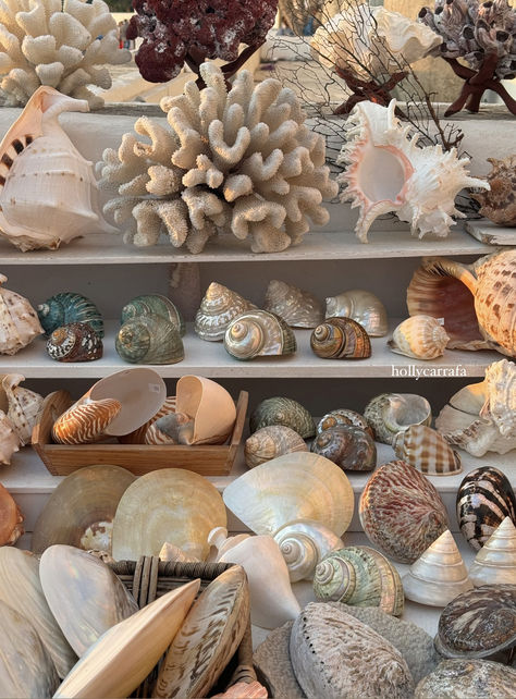 Sea Shells Collection, Seashell Collection, Sea Shell Display Ideas, Aesthetic Seashell Diys, She’ll Collection Display, Seashell Beach Aesthetic, Collecting Seashells Aesthetic, Aphrodite Aesthetic, Seashell Art Diy