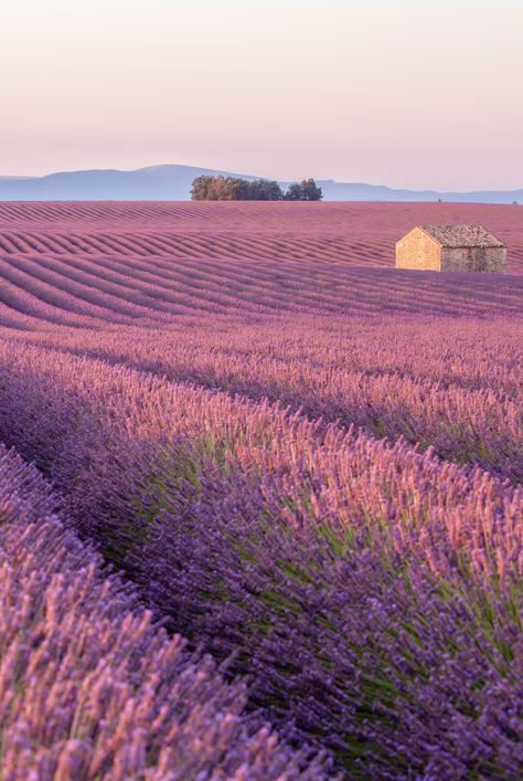 Lavender Fields France, Aix En Provence France, Provence Lavender, Summer Backgrounds, French Culture, Places In The World, Provence France, Beautiful Places Nature, Lavender Fields