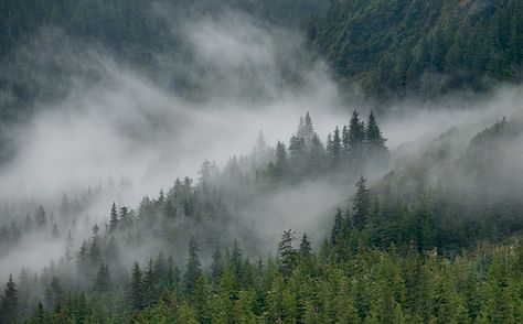 Rainforest -Alaska Alaska Rainforest, Foggy Sky, Western Inspiration, Calming Nature, Environment Reference, Knights Of Ren, Desktop Background, Inner World, Matte Painting