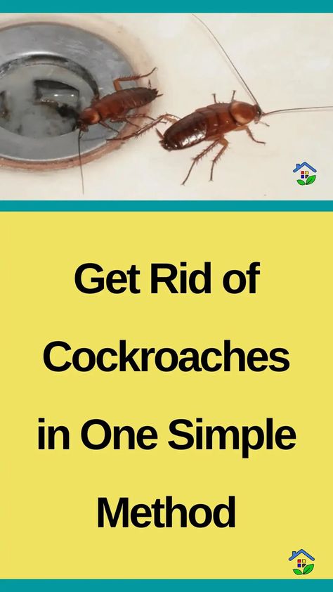 Win your battle against cockroaches and eliminate these pesky creatures for a clean and healthy home using only 2 household ingredients. You need to know that getting rid of roaches can be a long process to eventually reclaim your space and enjoy a cockroach-free living environment. There are multiple methods to eliminate cockroaches, these vary […] Home Remedy For Roaches, How To Get Rid Of Roaches In The House, Cockroach Killer, Get Rid Of German Roaches Fast, German Cockroaches How To Get Rid Of, Get Rid Of Roaches Fast House, Best Way To Get Rid Of Roaches, How To Get Rid Of German Roaches, Get Rid Of Cockroaches Forever