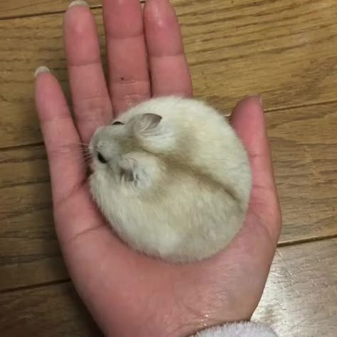 Perfectly Round Hamster Hamster Pics, Funny Hamsters, Cute Small Animals, Cute Rats, Cute Hamsters, Family Tees, Silly Animals, Fluffy Animals