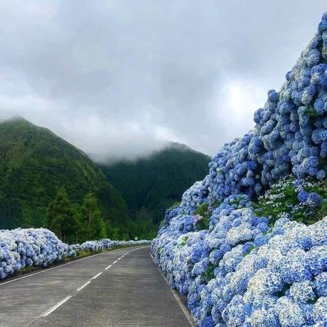 Hydrangea Highway.... to heaven ?? Beautiful! São Miguel Island Azores Portugal ... Happy Facts, Azores Portugal, Portugal Vacation, São Miguel Island, Portugal Wedding, Algarve, Dream Destinations, Travel Dreams, Hydrangea