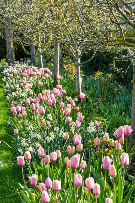 The spring walk with ‘Salmon Impression’ tulips and Narcissus ‘Pueblo’. Garden In Ground, In Ground Stock Tank Pool, Landscape Small Garden, Perrenial Gardens Layout, Perrenial Gardens Layout Front Yards, Perrenial Gardens, Bulbs Garden Design, Orchard Garden, Planting Tulips