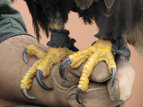 Bird Reference, Fair Day, Where Eagles Dare, Eagle Talon, Eagle Pictures, Eagle Claw, Eagle Art, Animals Photos, Animal Study