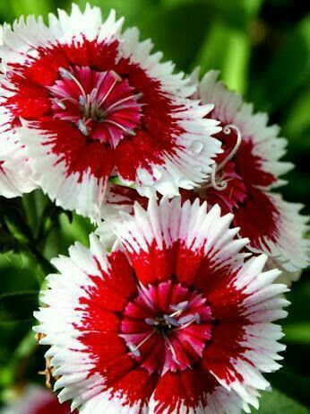 Close Up Portrait, Strange Flowers, Flower Close Up, Red And White Flowers, Exotic Flowers, Flower Beauty, Beautiful Blooms, Flower Pictures, Love Flowers