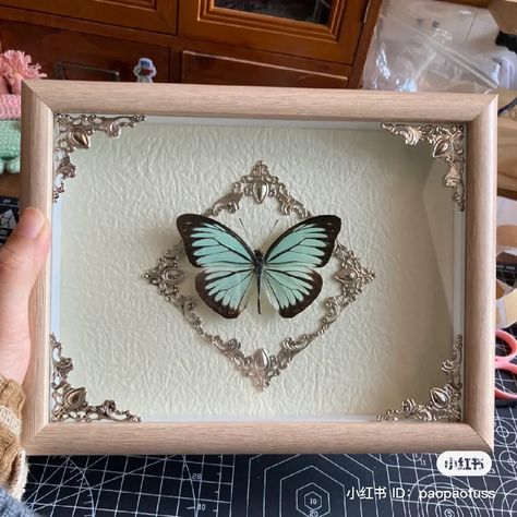 Pinned Butterfly Display, Butterfly Shadow Boxes, Oddity Crafts, Insect Frame, Butterfly Taxidermy Art, Bug Pinning, Framed Butterfly Wall Art, Bug Taxidermy, Pinned Insects