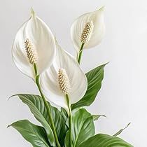 Peace Lily Flower, Natural Air Purifier, Indoor Flowering Plants, Improve Indoor Air Quality, Carbon Monoxide, Easy Care Plants, Elegant Beauty, Peace Lily, Hardy Plants