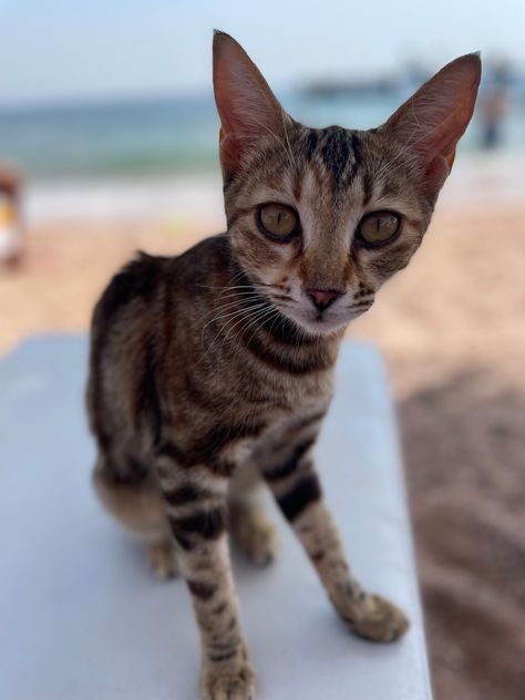 Sharks’ Bay, Sharm El Sheikh, Egypt. #egypttravel Sharm El Sheikh Egypt, Egypt Aesthetic, Egyptian Cat, Sharm El Sheikh, Egypt Travel, Sharks, Egypt, The Globe, Photographer