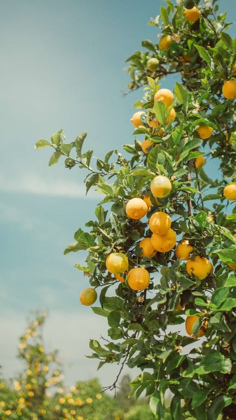 Lemon Tree Aesthetic, Aesthetic Lemon, Citrus Tree, Tree Aesthetic, Orange Tree, Lemon Tree, Lemon, I Hope, Fruit