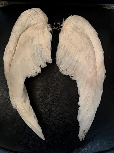 Beautiful Antique Feather wings So many ways to use these Questions? Please convo me Thank you for looking Angel Wings Victoria Secret, Angel Wings Aesthetic, Angel Wings Fashion, Angelic Outfits, Wings Aesthetic, Swan Wings, Pretty Wings, Diy Angel Wings, Feathered Wings