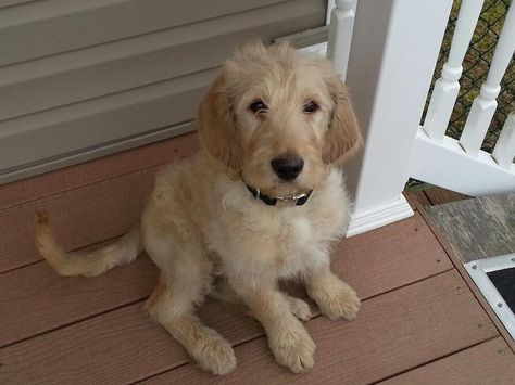 Labradoodle!! Straight Hair Labradoodle, F1 Labradoodle, Labradoodle Miniature, Dog Doodle, Labradoodle Goldendoodle, Doodle Love, Labradoodle Dogs, Hypoallergenic Dogs, Dog Mixes