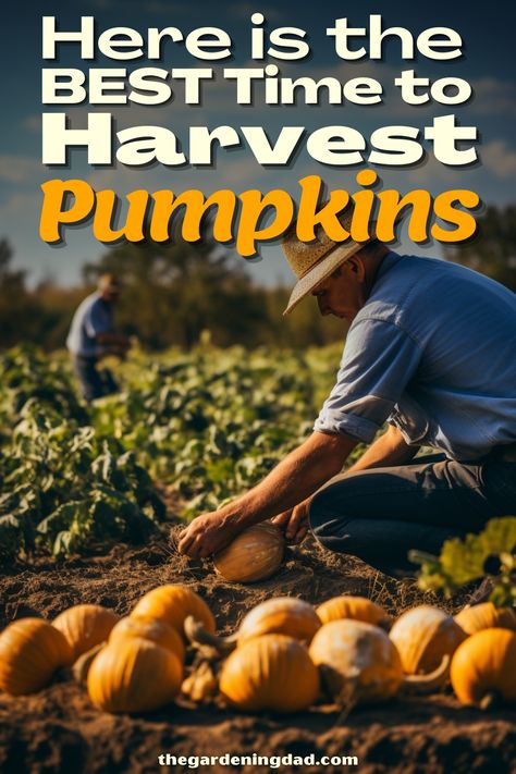 Are you excited for fall and harvesting pumpkins? This article will go over the best time to harvest pumpkins and the pro tips on how to go about it. #Thegardeningdad #pumpkins #harvest Pumpkin Harvesting, Harvesting Pumpkins, When To Harvest Pumpkins, Excited For Fall, Harvest Day, Harvest Pumpkin, Pumpkin Farm, How To Go, Canned Pumpkin