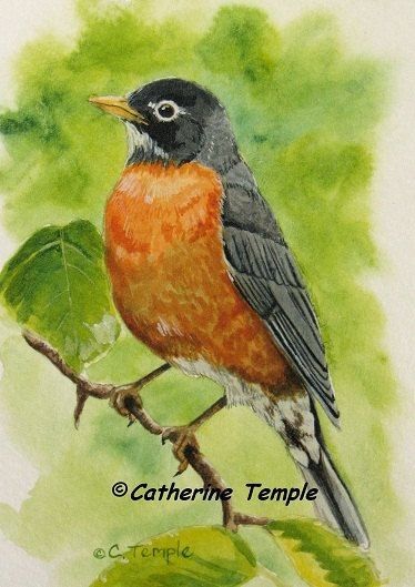 Robin Bird Tattoos, Robin Drawing, Red Robin Bird, Robin Tattoo, Bird Painting Acrylic, Mocking Birds, Black Bird Tattoo, Birds Illustration, American Robin