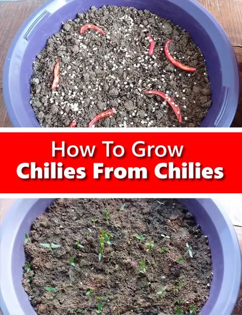 How to Grow Chilies From Chilies - the easiest way to grow chilies... #gardening #homestead #homesteading Growing Chillies, Salsa Garden, Homestead Lifestyle, Growing Tomatoes From Seed, Chilli Seeds, Plants From Seeds, Chilli Plant, Growing Tomato Plants, Growing Peppers