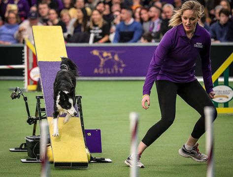 Pink the Border Collie Whirls Through Westminster Dog Show Agility Competition and Wins Big Border Collie Names, York Dog, Westminster Dog Show, Miniature American Shepherd, Cute Puppy Breeds, American Shepherd, Flying Dog, American Dog, Dog Agility