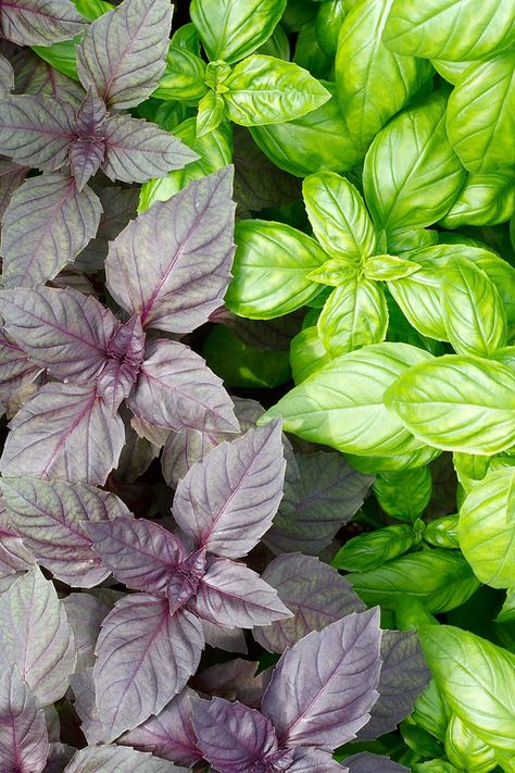 How to Grow Basil Growing Basil Indoors, Types Of Basil, Herb Garden Pots, Growing Basil, Basil Plant, Fragrant Plant, Sweet Basil, Culinary Herbs, Edible Plants