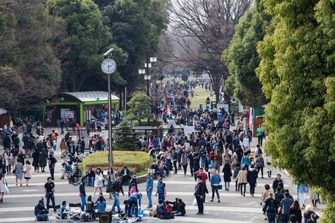 Why Japan Observes Golden Week Each Year Golden Week Japan, Greenery Day, Travel In Japan, Golden Week, Last Holiday, Blossom Season, Time To Travel, Cherry Blossom Season, Park Hyatt