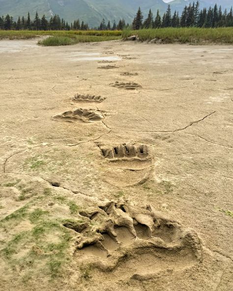 Grizzly bear paw prints along the shore with a mountain range in the background. Following a bear's path, seen here are the fresh paw… Grizzly Bear Paw Print, Alaskan Bear, Bald Eagle Pictures, Grizzly Bear Cub, Bear Tracks, Bear Fishing, Bear Paw Print, Hummingbird Pictures, Eagle Pictures