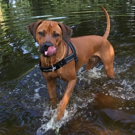 Loyal Dog Breeds, Rhodesian Ridgeback Dog, Redbone Coonhound, Dog Mommy, I Love Him So Much, Lion Dog, Pretty Dogs, Rhodesian Ridgeback, Weimaraner