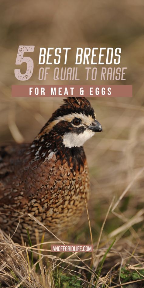 Raising Quail For Meat, Raising Quail For Profit, Raising Quail For Eggs, Quail Enclosure, Quail Care, Quail Breeds, Keeping Quail, Quail Raising, Quail Farming