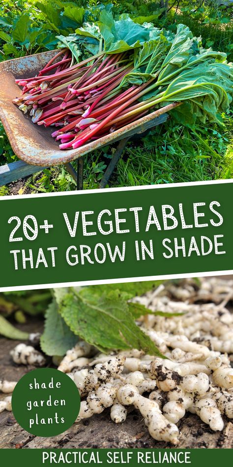 What Grows In Shade, Shade Food Garden, Perennial Vegetable Garden Ideas, Edible Shade Garden, Shade Fruit Plants, Edible House Plants, Shaded Vegetable Garden, Perennial Food Garden, Shade Loving Vegetable Garden