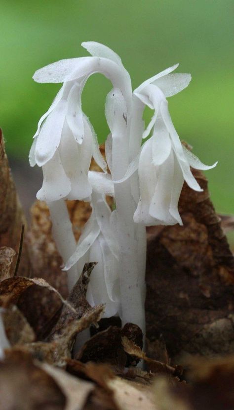 Monotropa uniflora, also known as the Ghost Plant, Indian Pipe, or Corpse Plant is a herbaceous perennial plant, formerly classified in the family Monotropaceae, but now included within the Ericaceae. It is generally scarce or rare in occurrence.  Unlike most plants, it is white and does not contain chlorophyll. Its hosts are certain fungi that are mycorrhizal with trees. Corpse Plant, Monotropa Uniflora, Ghost Pipe, Ghost Flower, Ghost Plant, Lichen Moss, Mushroom Pictures, Plant Fungus, White Ghost