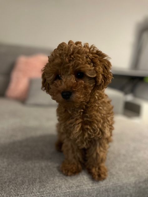 Red Toy Poodle, Mini Poodle Puppy, Dogs Images, Poddle, Mini Poodle, Poodle Toy, Red Poodles, Toy Poodles, Puppy Mom