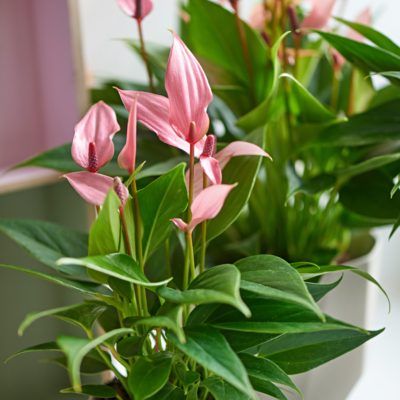 Get more out of your Anthurium plant with these 4 ideas Anthirum Plant, Indoor Plants For Bathroom, Anthurium Care, Indoor Green Plants, Water Plants Indoor, Water Terrarium, Flamingo Plant, Water Garden Plants, Anthurium Plant