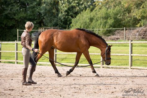 Horse Ground Work, Horse Lunging, Lunging Horse, Show Jumping Horses, Equestrian Aesthetic, Horse Camp, Horse Videos, Western Riding, Work Horses