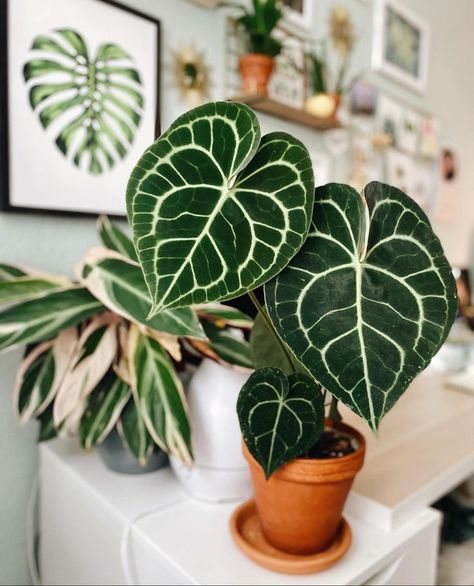 Anthurium Clarinervium, Plants Are Friends, Bedroom Plants, Plant Aesthetic, Plant Painting, House Plants Decor, Pretty Plants, Exotic Plants, Cacti And Succulents