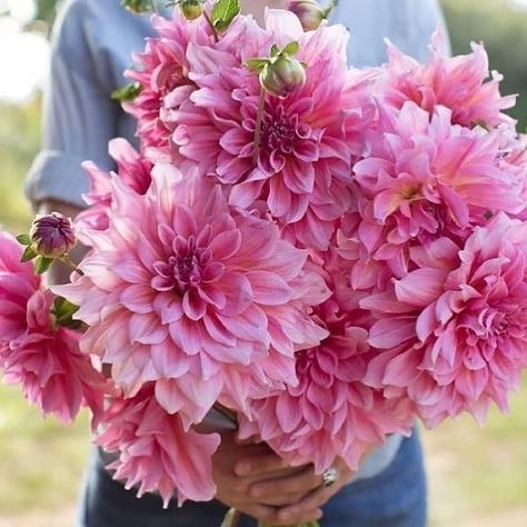 Conde Nast Property on Instagram: “Weekend flowers from us to you via brilliant @bennisonuk Thank you for our Saturday post! #condenastproperty #vogue #tatler #gift…” Dahlia Bulbs, Wyoming Wedding, Dahlias Wedding, Wyoming Weddings, Growing Dahlias, Pink Dahlia, Cactus Types, Cut Flower Garden, Plant Spacing