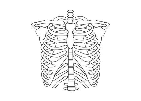 Rib Cage Drawing Reference, How To Draw A Rib Cage, Rib Bones Drawing, Simple Rib Cage Drawing, Skeleton Arm Drawing, Drawing Rib Cage, Skeleton Rib Cage Drawing, Rib Cage Stencil, Rib Cage Line Art