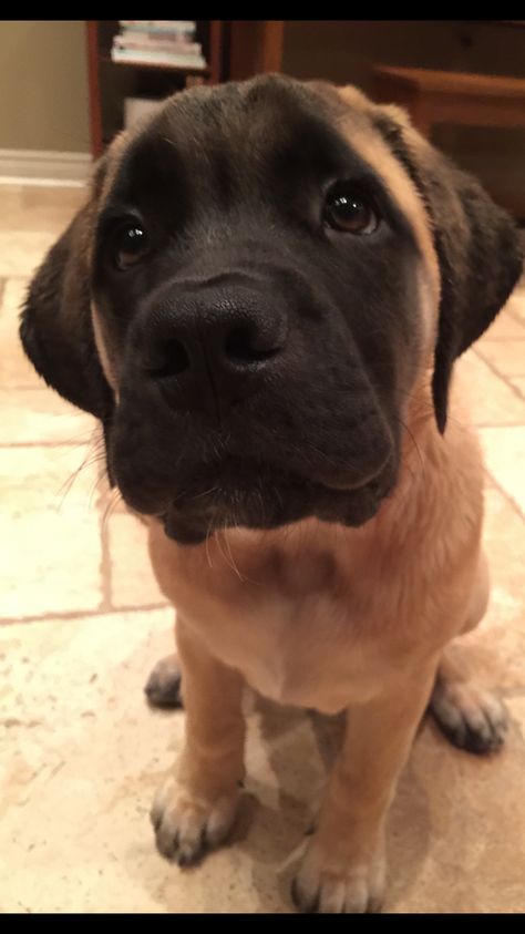 English Mastiff Dog, Mastiff Dog Breeds, Mastiff Puppy, Mastiff Puppies, 2 Months Old, Mastiff Dogs, Dogs Breeds, English Mastiff, Cute Little Puppies