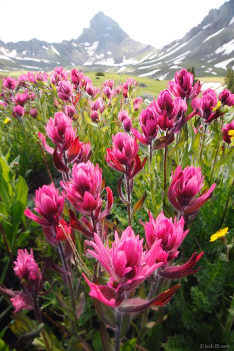 Pink paintbrush wildflowers in Wetterhorn Basin, San Juan Mountains, Colorado Colorado Flowers, San Juan Mountains Colorado, Colorado Wildflowers, Pink Wildflowers, Mountains Colorado, Wild Flower Meadow, Indian Paintbrush, Fields Of Flowers, San Juan Mountains