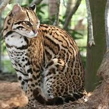 Ocelot (dwarf leopard) Small Wild Cats, Sand Cat, Big Cat Rescue, Exotic Cats, Cheetahs, Domestic Cat, Wild Life, Beautiful Cats, 귀여운 동물