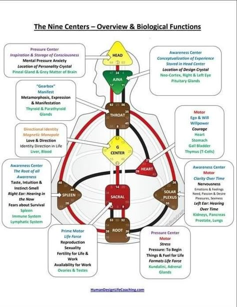 Human Design Generator, Manifesting Generator, Gene Keys, Human Design System, Spirit Science, Become Wealthy, Design Basics, Energy Medicine, Divine Design