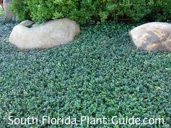 asiatic jasmine surrounding boulders Plant spacing: Mass plantings of this jasmine groundcover will give the best effect. Place 4" pots about a foot apart, 1 gallon pots about 18 inches apart.  You can grow this plant in a container. Jasmine Ground Cover, Asiatic Jasmine, Miami Landscape, Florida Plants Landscaping, Landscape Boulders, Landscaping Entrance, Garden Ground, Florida Garden, Cow Manure