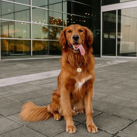 Red Golden Retriever Puppy, Red Retriever, Red Golden Retriever, Pack Of Dogs, Dog Pack, Golden Retriever Funny, Dapper Dogs, Missouri Wedding, Arkansas State