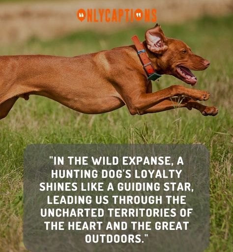 Canine Companions of the Hunt Hunting Dog Quotes Duck, Hunting Dog Quotes, Deer Hunting Quotes, Hunter Quotes, Hunter Quote, Hunting Quotes, Touching Words, Duck Hunter, Loyal Dogs