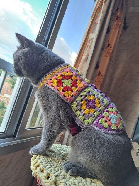 Granny Square Cat Sweater, Crochet Cat Projects, Crochet Cat Vest, Cat Crochet Clothes, Crochet Cat Clothes Pattern Free, Crochet Cat Things, Cat Crochet Sweater, Cat Clothes Crochet, Crochet For Cats