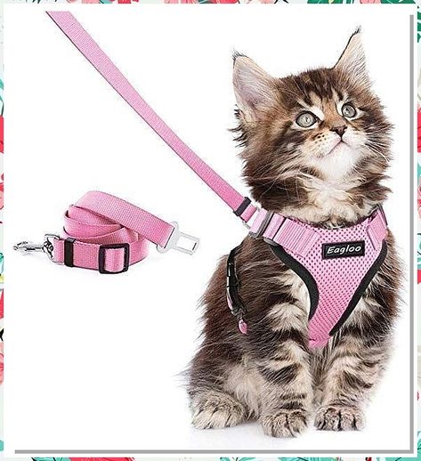 Looking for must-have cat supplies to keep your feline friend happy and healthy? Look no further! From toys to grooming tools, find everything you need for your beloved pet. Check out our top picks for the best cat supplies now! Kitten Accessories, Cat Leash, Cat Essentials, Cat Harness, Cute Kitten, Cat Room, Cat Accessories, Cat Supplies, Cat Furniture