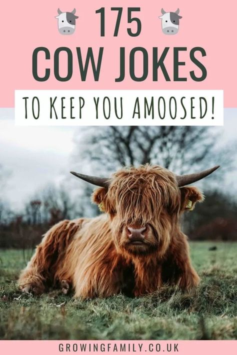 175 cow puns and cow jokes for udderly silly fun - Growing Family Cow Jokes, Cutest Cows, Kid Friendly Jokes, Cow Puns, Kid Jokes, Holiday Jokes, Cows Mooing, Nature Craft, Farm Kids