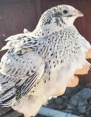 Coturnix Quail, Quail Coop, Raising Quail, Poultry Supplies, Rare Pearls, Hatching Eggs, Quail Eggs, Chickens Backyard, Farm Life