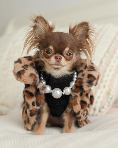 Chihuahua Dressed Up, Chihuahua Outfits, Psy Chihuahua, Puppy Chihuahua, Chihuahua Clothes, Spoiled Dogs, Dog Outfits, Designer Dogs, Long Haired Chihuahua