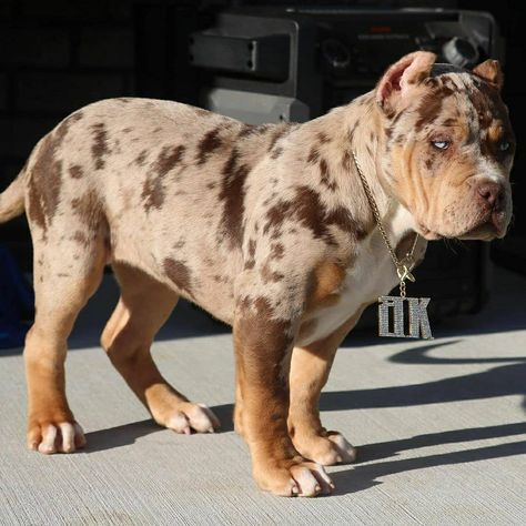 Xl Bully Dog, Xl Bully Pitbull, Pit Monster, American Mastiff, Bully Pitbull, Dream Pet, Bully Breeds Dogs, Dog Spaces, Big Dog Breeds