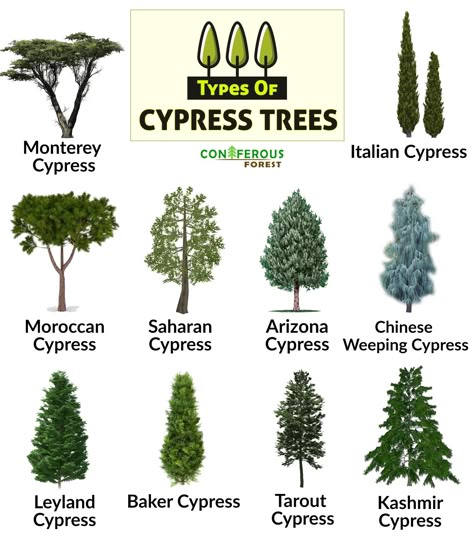 Discover more about cypress trees – what are the different types, what do they look like, where and how fast do they grow, how long do they live, what are their uses Types Of Cypress Trees, Italian Trees Landscaping, Landscaping With Cypress Trees, Different Trees Types, Cypress Tree Art, Japanese Cypress Tree, Bald Cypress Tree Landscapes, Arizona Cypress Tree, Italian Cypress Trees Landscaping