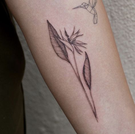 Jungle Tree Tattoo, Fine Line Bird Of Paradise Tattoo, Pikake Tattoo, Bird Of Paradise Tattoo Design, Birds Of Paradise Flower Tattoo, Bird Of Paradise Tattoo Black, Banana Plant Tattoo, Autumn Flowers Tattoo, Paradise Bird Tattoo