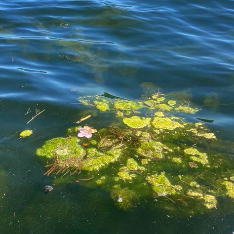 Heart in the algae on lake #lake #water #heart #algae #aesthetic #vintage #green #blue Algae Aesthetic, Green Algae, Frozen Lake, Water Painting, Butterfly Art, Home Brewing, Art Portfolio, Spring Time, Mood Board