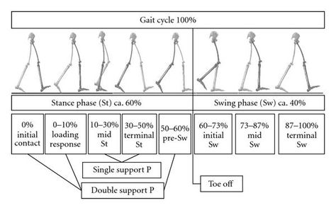 great image of swing and stance phase of the gait cycle Gait Analysis, Pta Board, Gait Training, Pt School, Rehab Addict, Gait Cycle, Manual Therapy, Physical Therapist Assistant, Medicine Notes